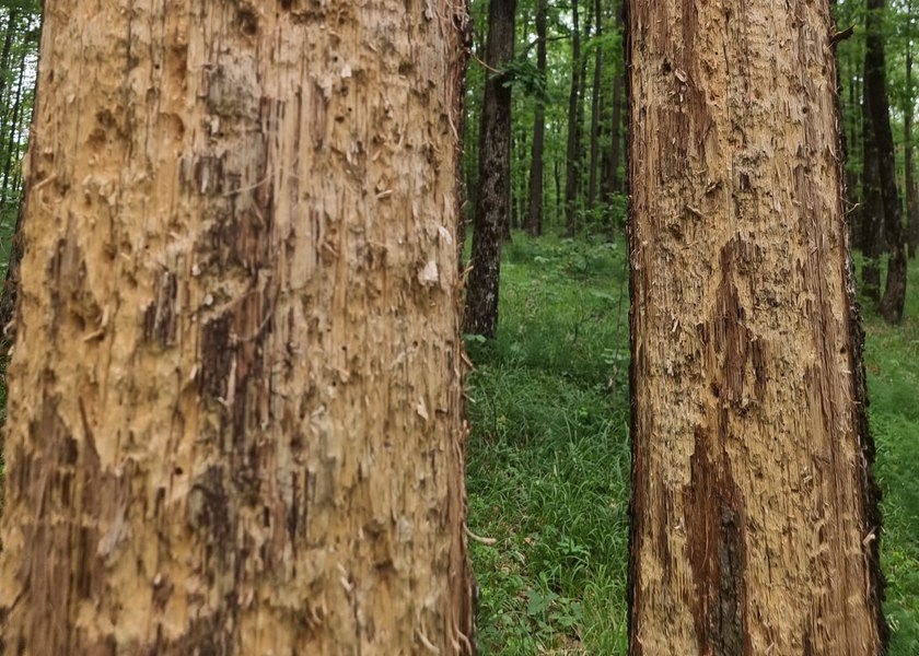Pădurile încep să sufere din cauza secetei. Gorunul este primul arbore care se usucă, efectiv FOTO