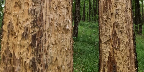 Seceta severă usucă gorunii din păduri. FOTO Ocolul Silvic Sturzeni