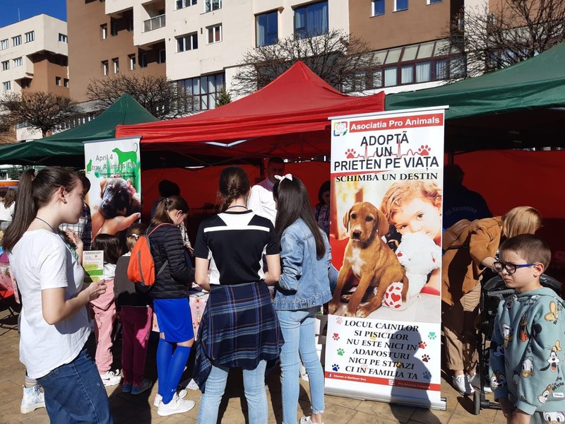 Târg de adopții de căței și pisici, pentru Ziua Internațională a Animalelor fără Stăpân