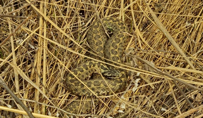 Foto: Facebook Vipera de stepă Moldavă
