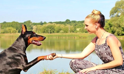 cele mai ascultătoare rase de câini jpeg