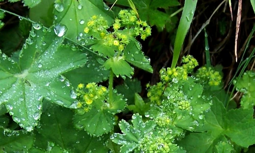 1 70376 original jpg jpeg