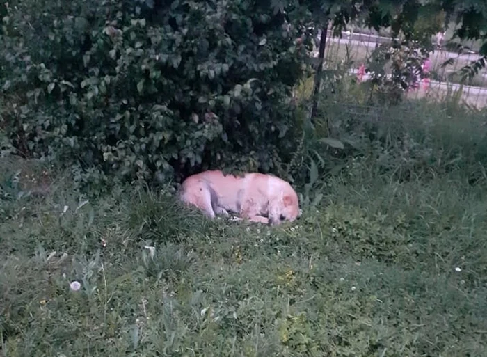 Câinii au fost găsiţi morţi