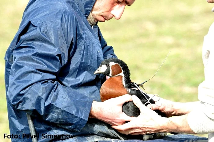 Gâscanul "Decebal" e urmărit pas cu pas prin satelit (foto: SOR)