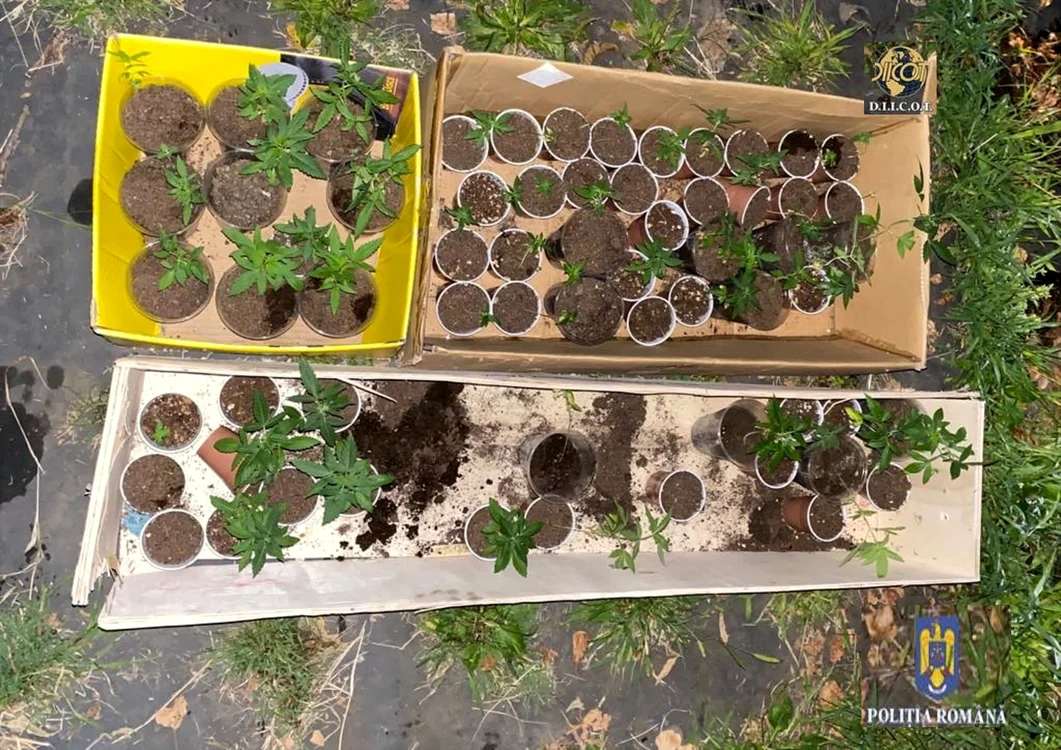 Plantație de canabis descoperită în urma unor percheziții DIICOT în Vâlcea Sursă IPJ Vâlcea