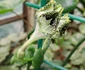 Planta-parașută a înflorit pentru prima dată în Grădina Botanică din București 