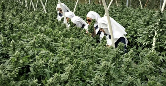 calugarite cultivatoare canabis foto jamie riley