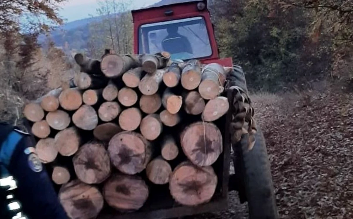 lemne foto ipj hunedoara