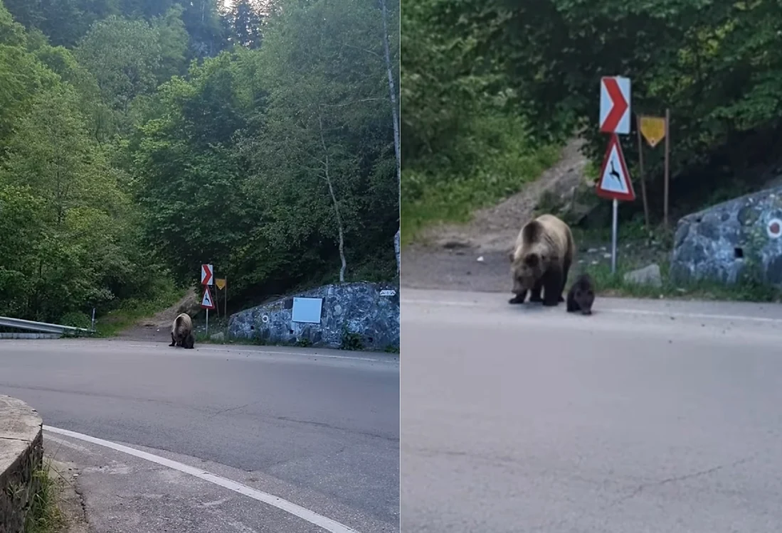 Ursoaică cu pui pe Transfăgărășan Colaj captură video jpg