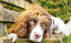 Se vede de la o poștă că sunt de rasă, nu? jpeg