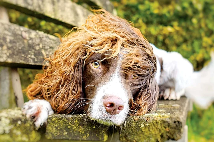 Se vede de la o poștă că sunt de rasă, nu?