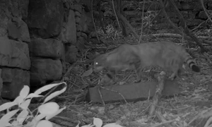 pisica salbatica andrea de giovanni jpg