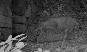 pisica salbatica andrea de giovanni jpg