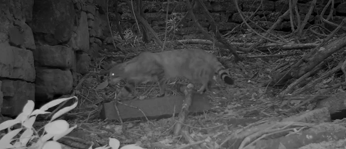 Pisică sălbatică, filmată întâmplător de biologul Andrea De Giovanni