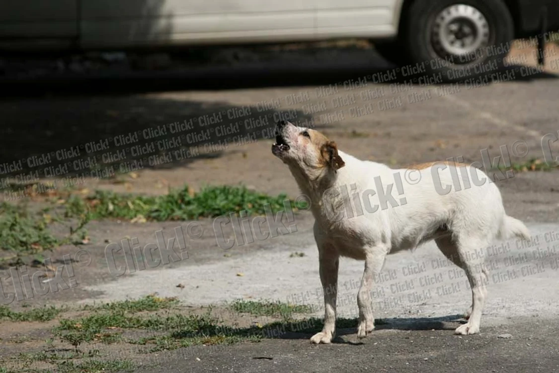 Foto: Dorin Constanda