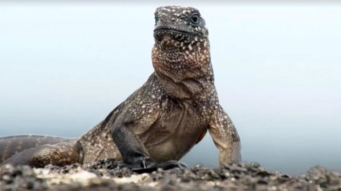 Una dintre scenele documentarului BBC, în care o iguană este urmărită de şerpi, este catalogată drept cea mai bună FOTO Captură