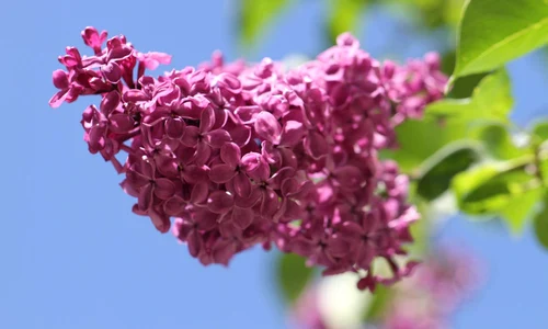 floare de liliac jpeg