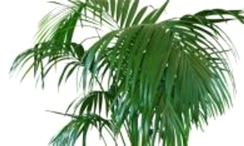 1 47567 original jpg jpeg