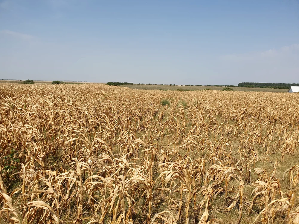 Terenuri agricole distruse de secetă în Ialomița