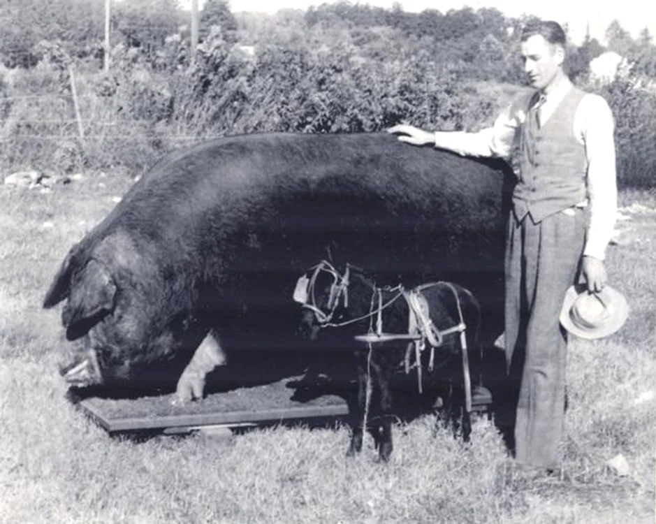Big Bill, Cel mai mare porc din istorie, din rasa Poland China