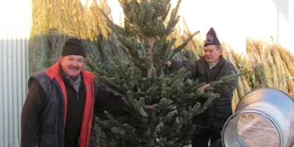 250 - 300 de lei costă un brad înalt de trei metri.
