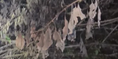 pescari rataciti mp4 thumbnail png