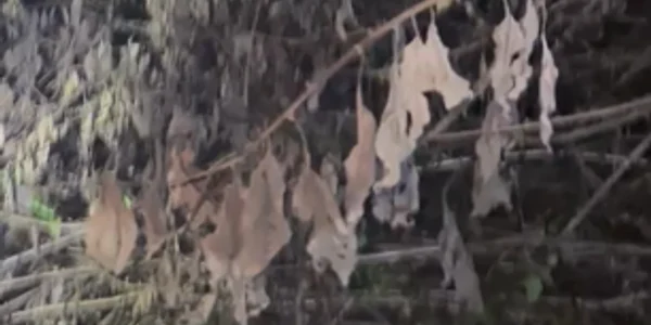 pescari rataciti mp4 thumbnail png