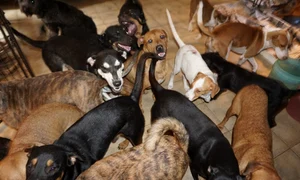 Patrupezii s au înțeles bine unii cu alții  jpeg