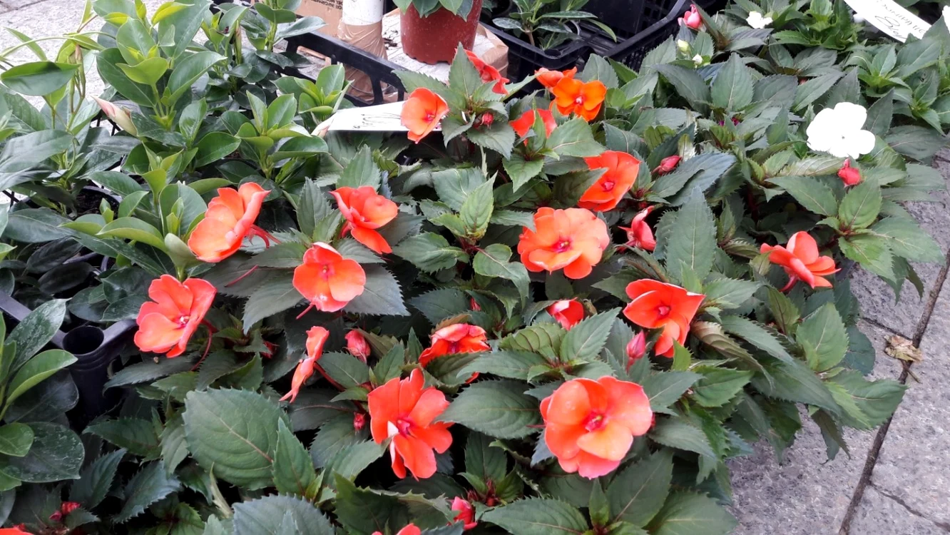 Sporul casei este o floare cu aspect delicat, dar nu foarte pretenţioasă FOTO: Alina Mitran