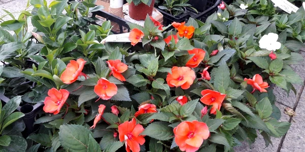 flori pentru balcon
