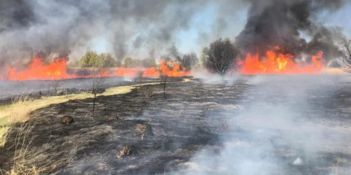 Incendiu de vegetaţie în Parcul Natural Văcăreşti foto isu