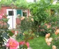 grădină bătania