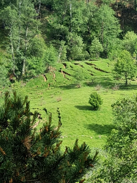 Cel puţin zece hectare de pădure este afectată