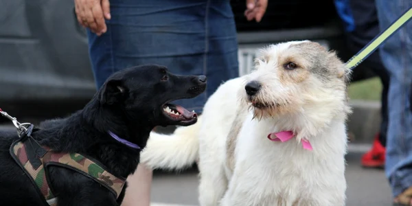 Campanie pentru adopţii de câini la echipa Poli FOTO Politehnica Timişoara