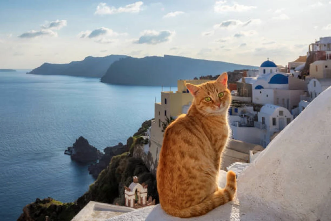 Există extrem de multe pisici în Grecia / foto: IStock