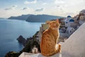 pisici grecia istock jpg