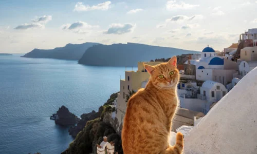 pisici grecia istock jpg