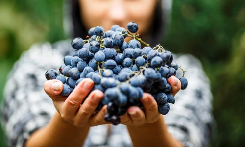 1 shutterstock 755770591 jpg jpeg