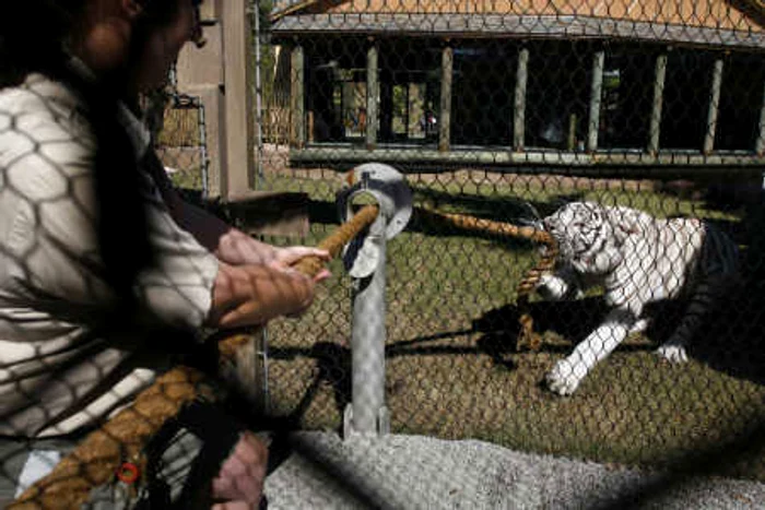 Ajutată de alţi  bărbaţi, voluntara  are şanse de izbândă