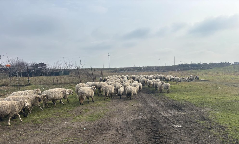 Mielul de Paște și prețul corect pentru fermieri și cumpărători. „A fost un an peste care au trecut extraordinar de greu” 