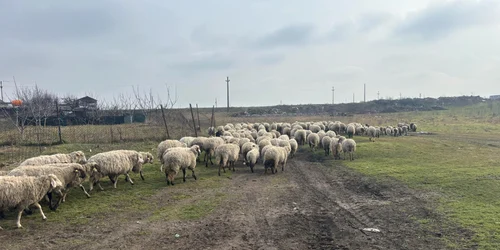 turma oi vanzare   foto Fb  Alexandra palocz jpg
