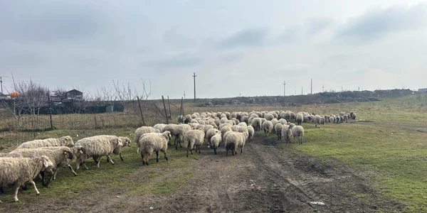 turma oi vanzare   foto Fb  Alexandra palocz jpg