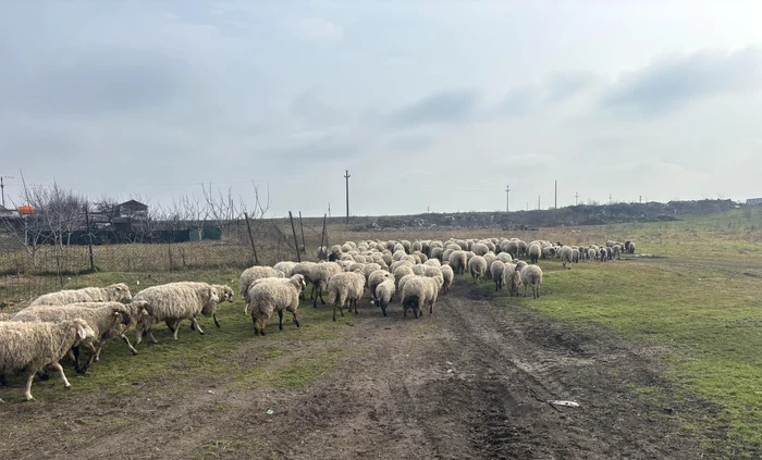 Crescătorii pun la vânzare chiar turme întregi FOTO: FB/Miei și oi de vânzare