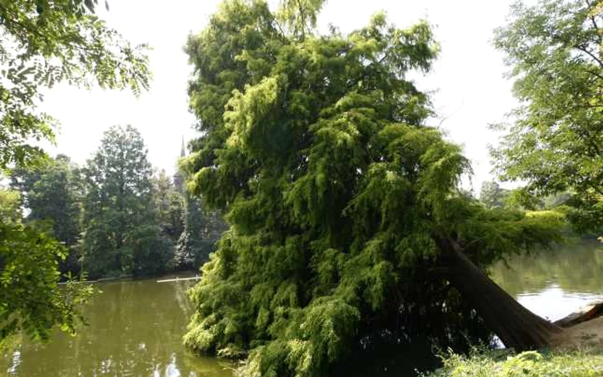 peisagisti
