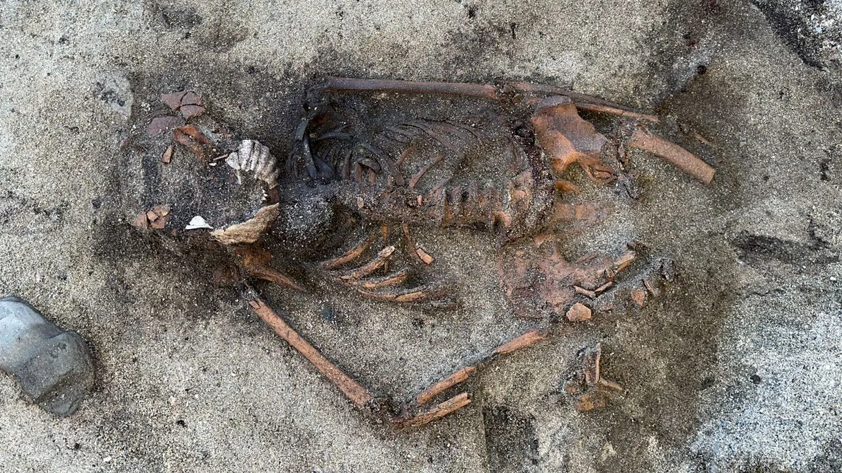 Femeia din epoca vikingilor a fost descoperită cu două scoici mari pe gură (© Ellen Grav/NTNU University Museum; CC BY-SA 4.0)