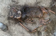 Femeia din epoca vikingilor a fost descoperită cu două scoici mari pe gură (© Ellen Grav/NTNU University Museum; CC BY-SA 4.0)