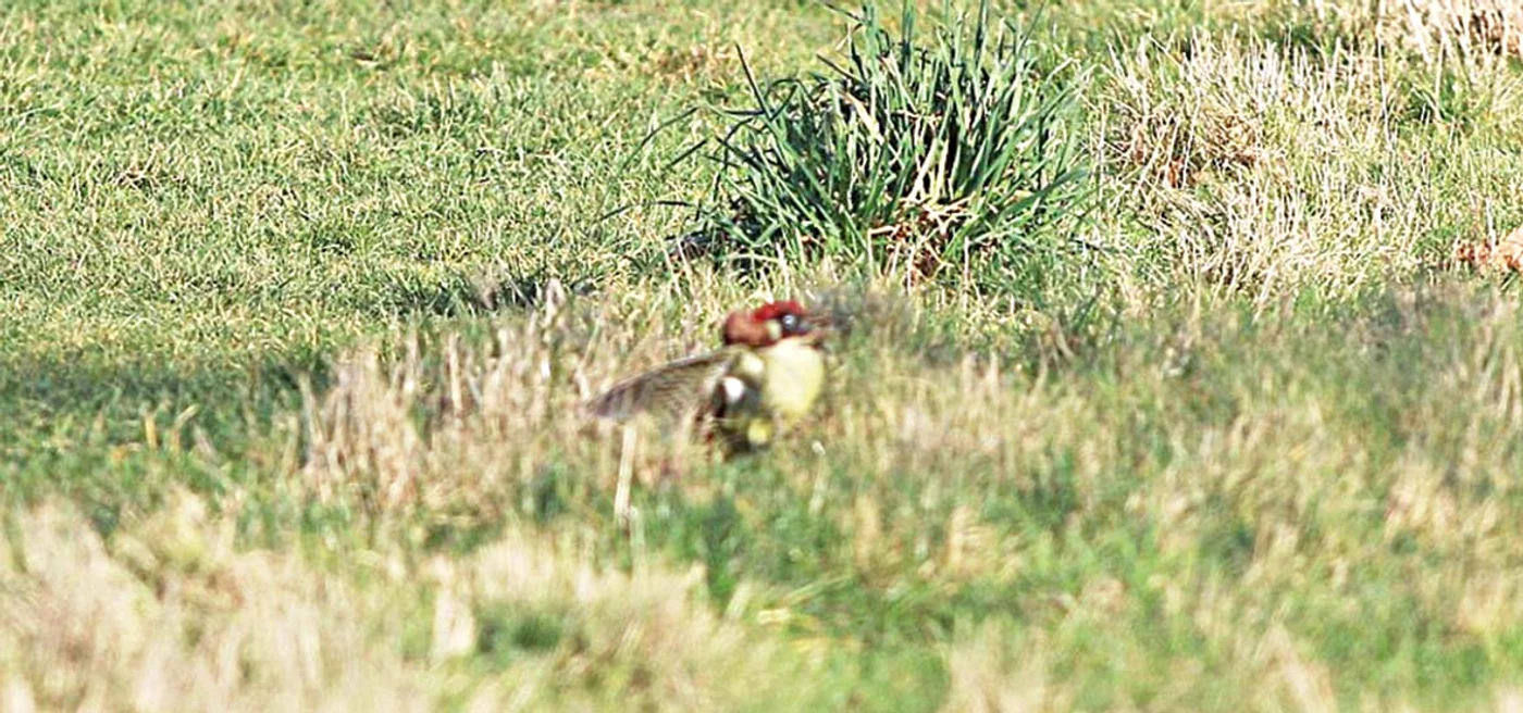 Cade de pe spinarea zburătoarei