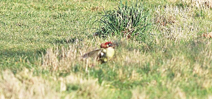 Cade de pe spinarea zburătoarei