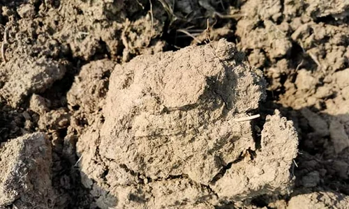 Din cauza secetei, pământul este uscat și tare ca piatra jpeg