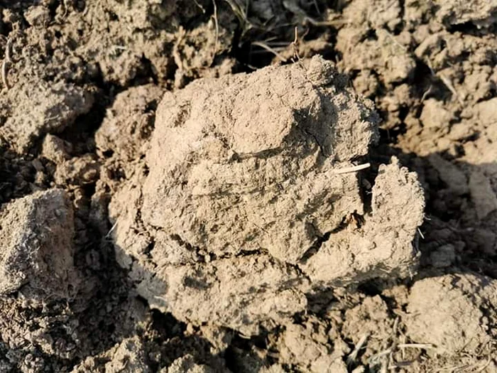 Din cauza secetei, pământul este uscat și tare ca piatra